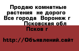 Продаю комнатные растения  не дорого - Все города, Воронеж г.  »    . Псковская обл.,Псков г.